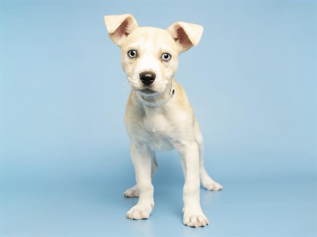 CLARK - Husky available for adoption