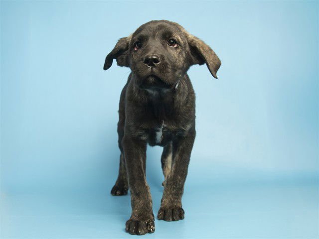 POSH SPICE - American Pit Bull Terrier available for adoption