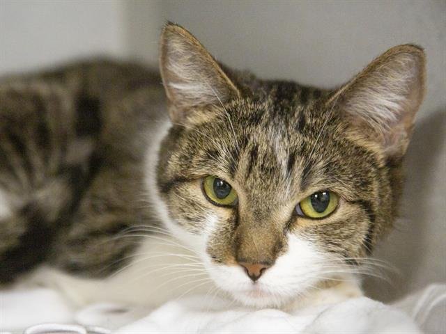 TOKYO - Domestic Short Hair available for adoption