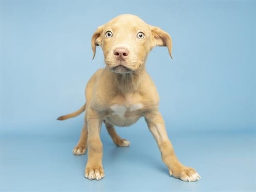 STRAWBERRY - American Pit Bull Terrier available for adoption