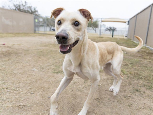 DUKE - Whippet / American Staffordshire Terrier available for adoption