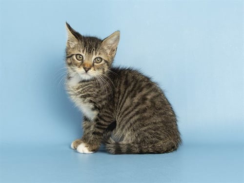 PATCHES - Domestic Short Hair available for adoption