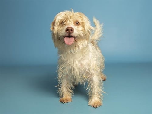 BUDDY - Havanese available for adoption