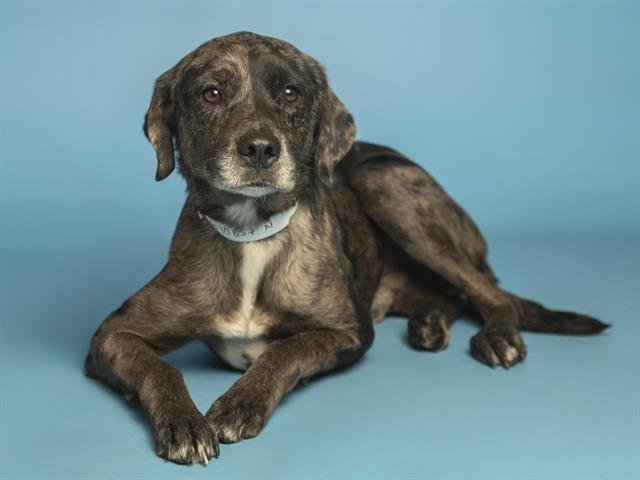 PIRATE - Labrador Retriever available for adoption