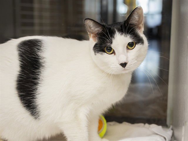 PRINCESS - Domestic Short Hair available for adoption