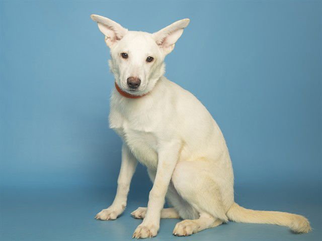 SNOWBALL - Husky available for adoption