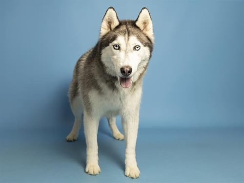 BLUE - Husky available for adoption