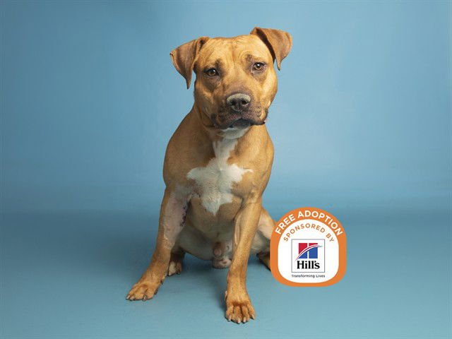TRUNKS - American Pit Bull Terrier available for adoption