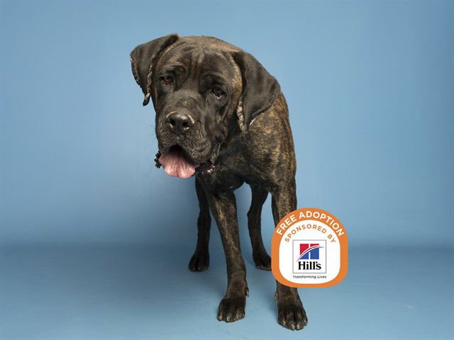XENA - Cane Corso Mastiff available for adoption