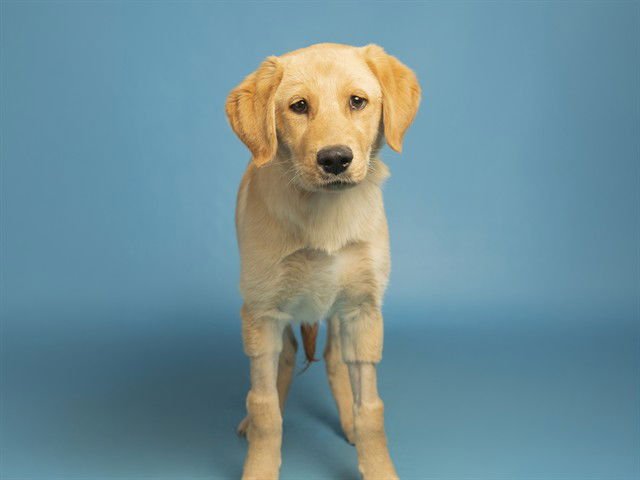 CHLOE - Labrador Retriever available for adoption