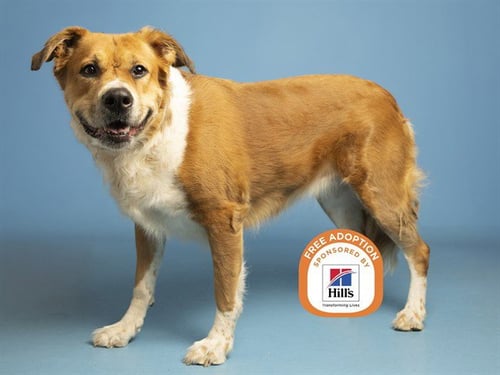 RILEY - Labrador Retriever available for adoption