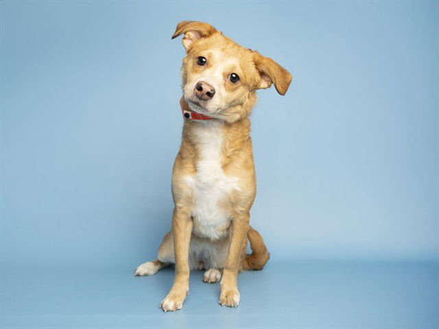 TULA - Chihuahua available for adoption