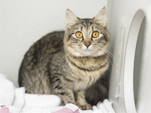 ROSA - Domestic Long Hair available for adoption