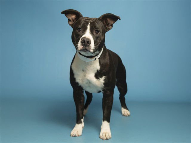 PENELOPE - American Pit Bull Terrier available for adoption