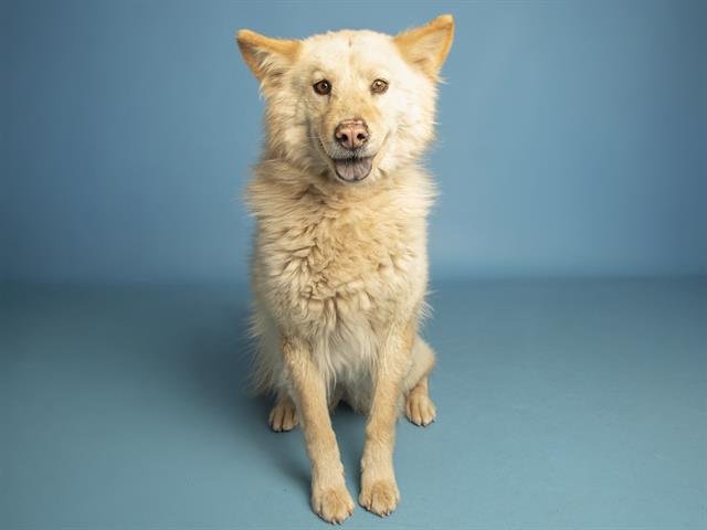 SUNSHINE - Chow Chow / Siberian Husky available for adoption