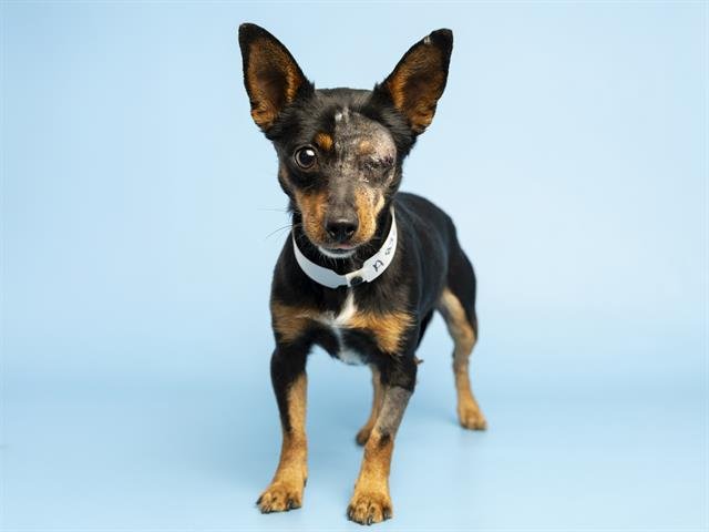 GOLONDRINA - Chihuahua available for adoption