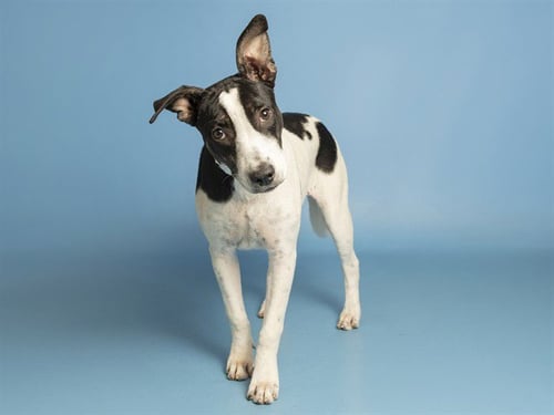COOKIE - Labrador Retriever available for adoption