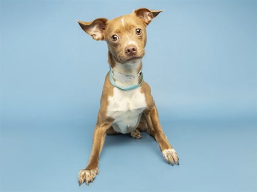 TONY - Chihuahua available for adoption