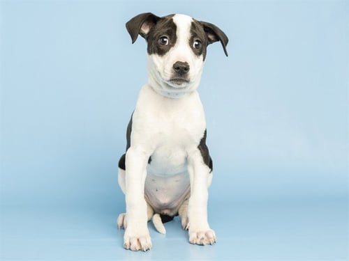 DOBBY - American Pit Bull Terrier available for adoption