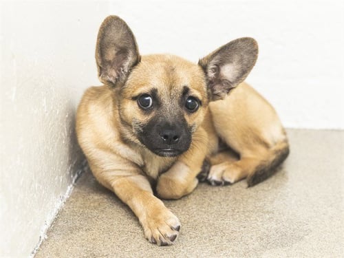 COSMO - German Shepherd Dog available for adoption