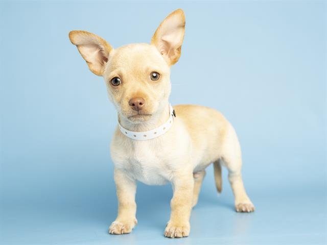 ALEX - Chihuahua available for adoption