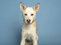 REGGIE - Photo 1