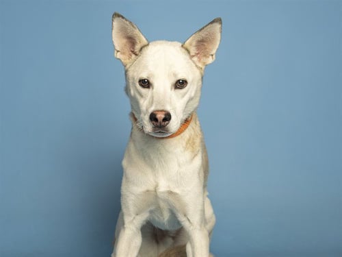 REGGIE - German Shepherd Dog available for adoption