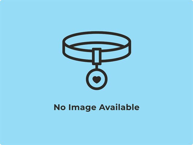 TIMTIM - Domestic Short Hair available for adoption