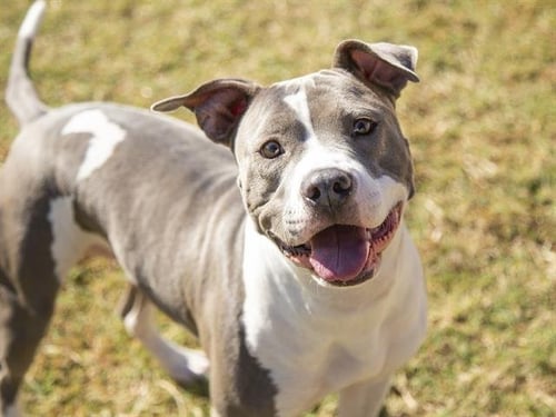 EMMA - American Pit Bull Terrier available for adoption