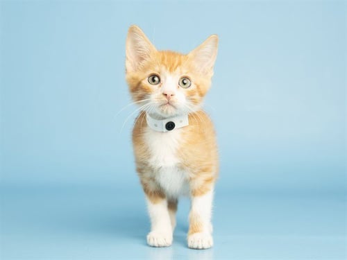 NEWTON - Domestic Medium Hair available for adoption