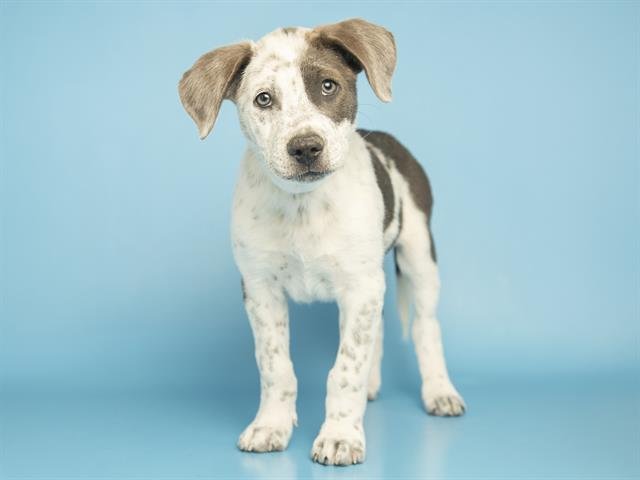 FLUTE - Australian Cattle Dog/Blue Heeler available for adoption