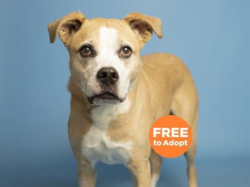 CHARLIE - Boxer / American Pit Bull Terrier available for adoption