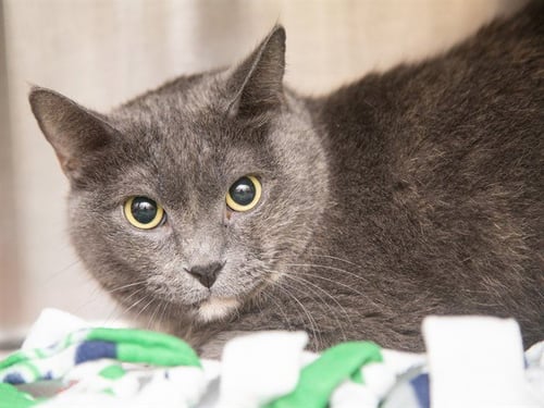 LILAC - Domestic Short Hair for adoption in Phoenix