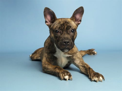 BUTTERS - French Bulldog available for adoption