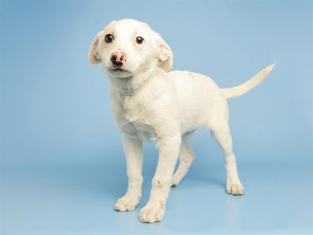 SONNY - Australian Cattle Dog/Blue Heeler available for adoption