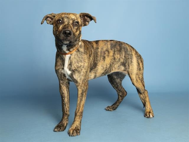 RUSTY - American Pit Bull Terrier available for adoption