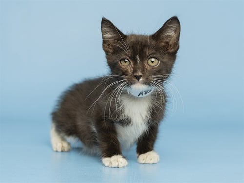 NEPTUNIA - Domestic Short Hair available for adoption