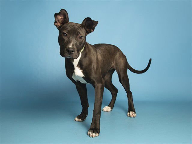 ATHENA - American Pit Bull Terrier available for adoption