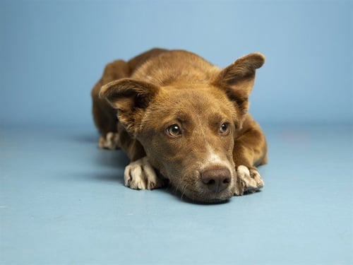 TIANA - Australian Kelpie available for adoption