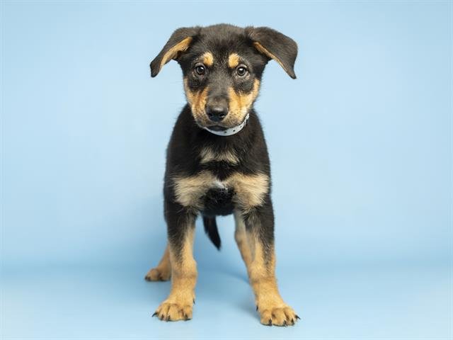 SUNNY - Australian Kelpie available for adoption