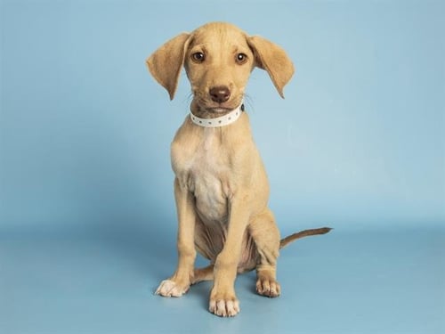 GRUNKLE STAN - Doberman Pinscher available for adoption