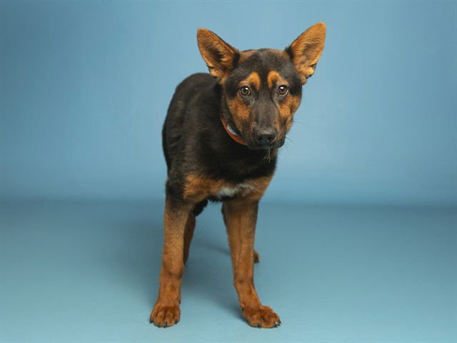 CARAMEL BROWNIE - German Shepherd Dog available for adoption