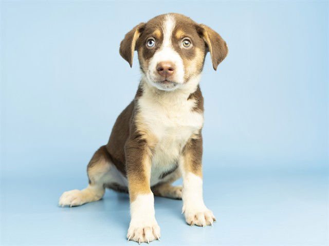 FINN - Australian Shepherd available for adoption