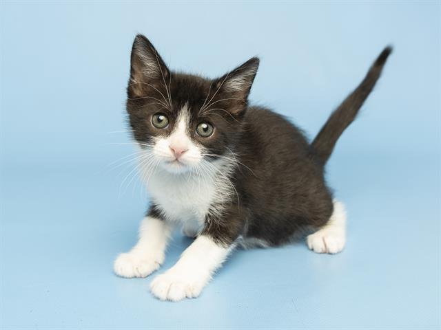 WILBUR - Domestic Short Hair available for adoption