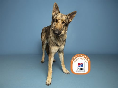 LUNA - German Shepherd Dog available for adoption