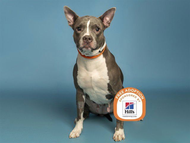 EGYPT - American Pit Bull Terrier available for adoption