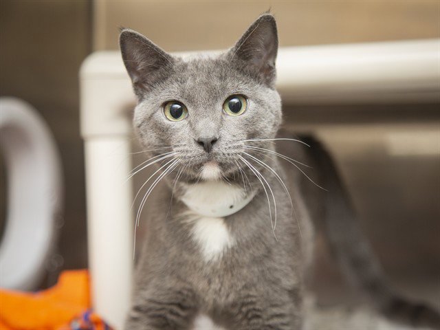 ASHER - Domestic Short Hair available for adoption