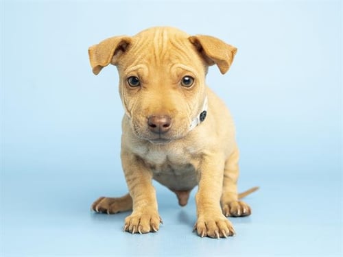 TEDDY - Chinese Shar-Pei / German Shepherd Dog available for adoption