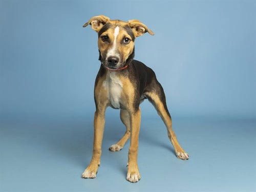 SOUP - German Shepherd Dog available for adoption