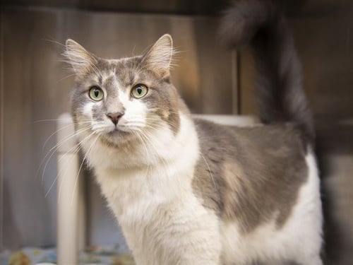 PHOENIX - Domestic Short Hair available for adoption
